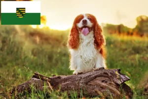 Read more about the article King Charles Spaniel hodowcy i szczenięta w Saksonia