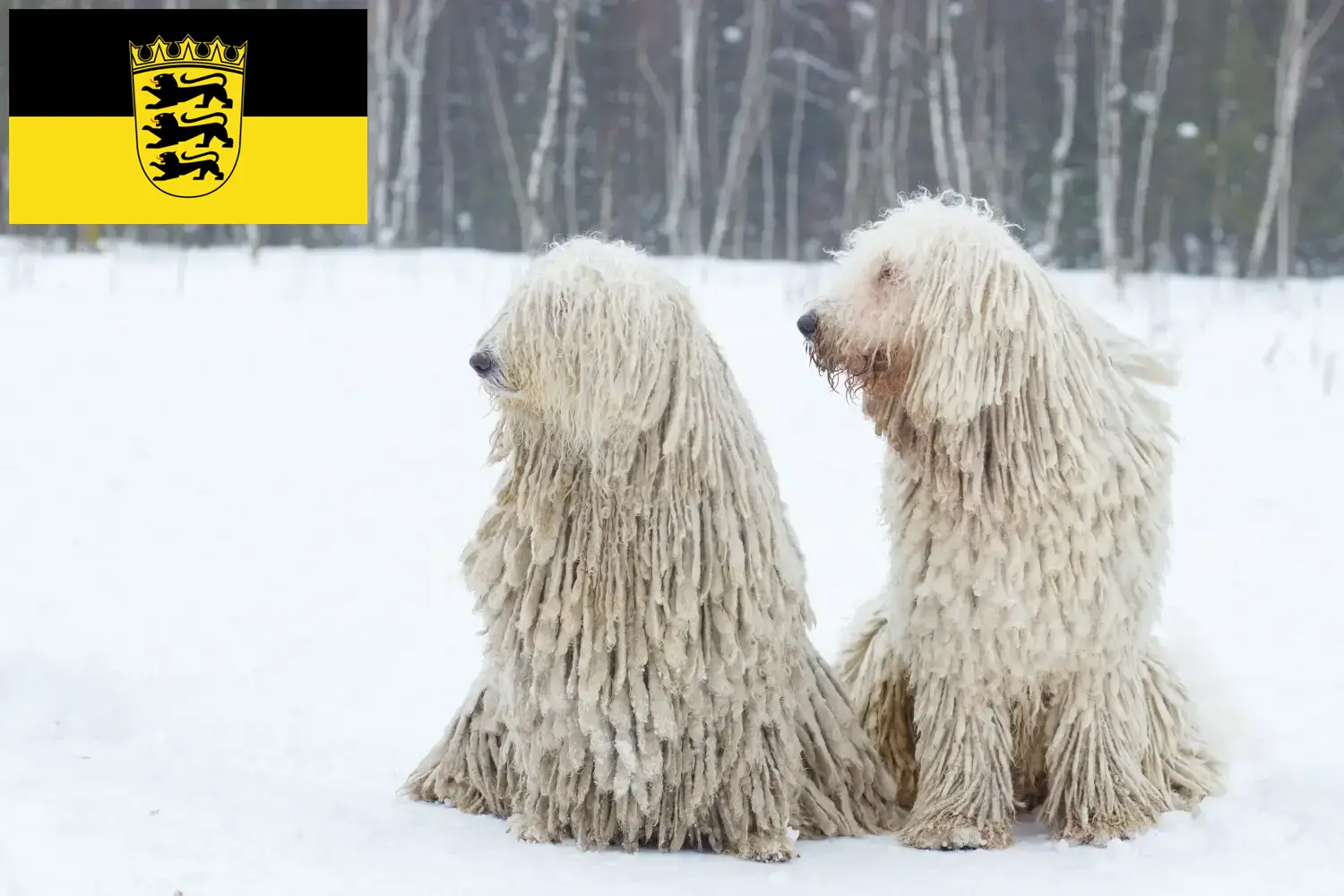 Komondor szczenięta i hodowcy Badenia-Wirtembergia Tutaj znajdą Państwo hodowców Komondore w Badenia-Wirtembergia.