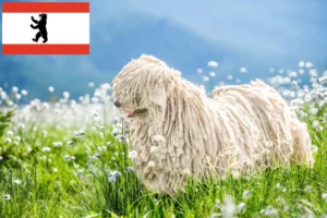 Read more about the article Hodowcy i szczenięta Komondor w Berlin