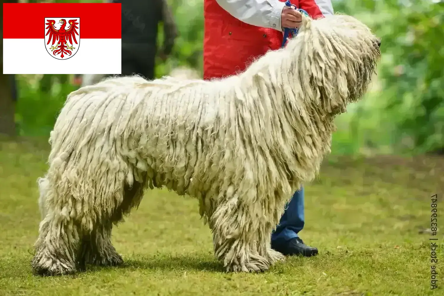 Komondor szczenięta i hodowcy Brandenburgia Tutaj znajdą Państwo hodowców Komondore w Brandenburgia.