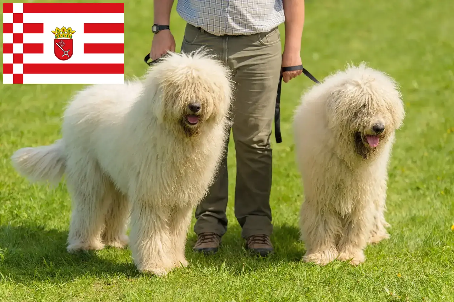 Komondor szczenięta i hodowcy Brema Tutaj można znaleźć hodowców Komondore w Brema.