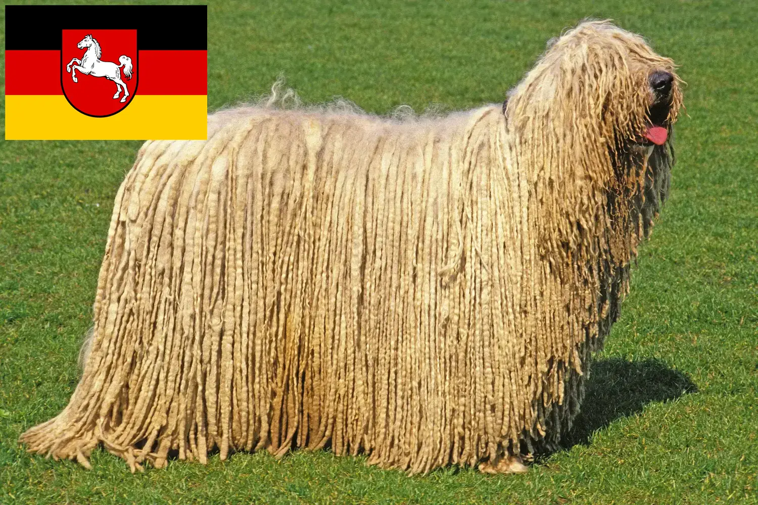 Komondor szczenięta i hodowcy Dolna Saksonia Tutaj znajdą Państwo hodowców Komondore w Dolna Saksonia.