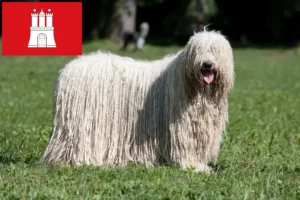 Read more about the article Hodowcy i szczenięta Komondor w Hamburg