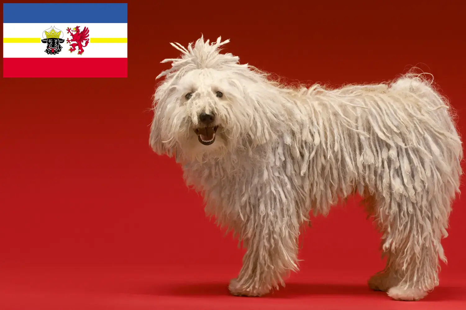 Komondor szczenięta i hodowcy Meklemburgia-Pomorze Przednie Tutaj znajdą Państwo hodowców Komondore w Meklemburgia-Pomorze Przednie.