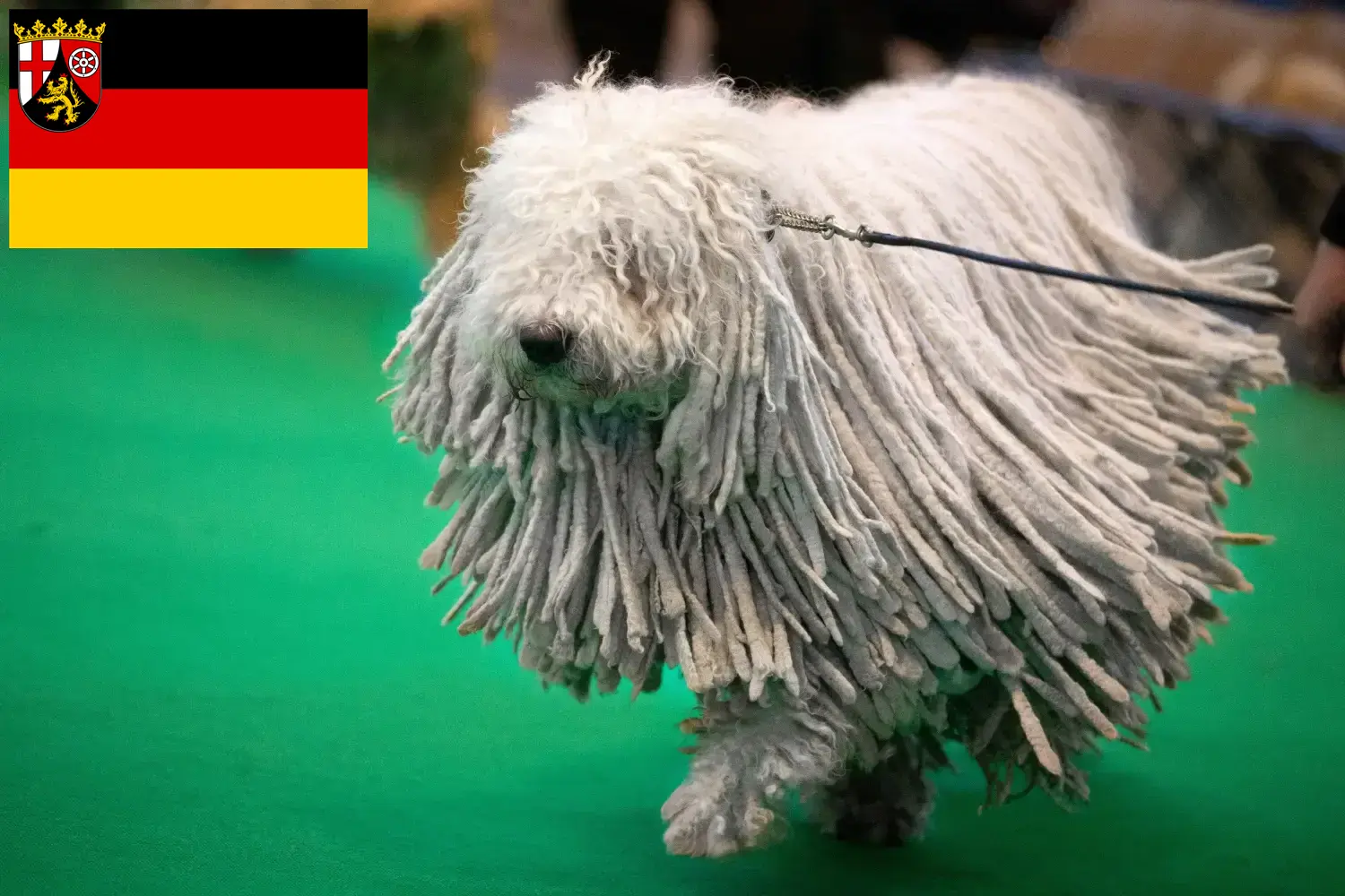 Komondor szczenięta i hodowcy Nadrenia-Palatynat Tutaj znajdą Państwo hodowców Komondore w Nadrenia-Palatynat.