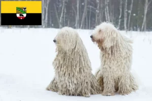Read more about the article Hodowcy i szczenięta Komondor w Saksonia-Anhalt