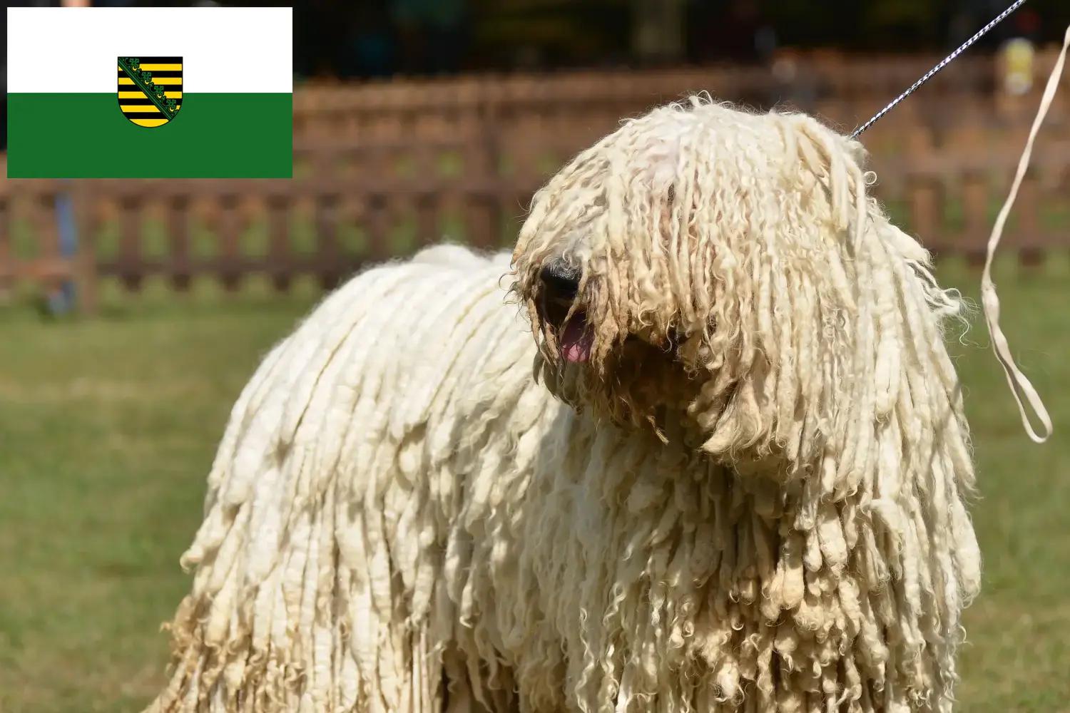 Komondor szczenięta i hodowcy Saksonia Tutaj znajdą Państwo hodowców Komondore w Saksonia.