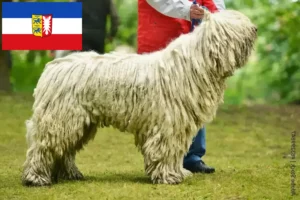 Read more about the article Hodowcy i szczenięta Komondor w Szlezwik-Holsztyn