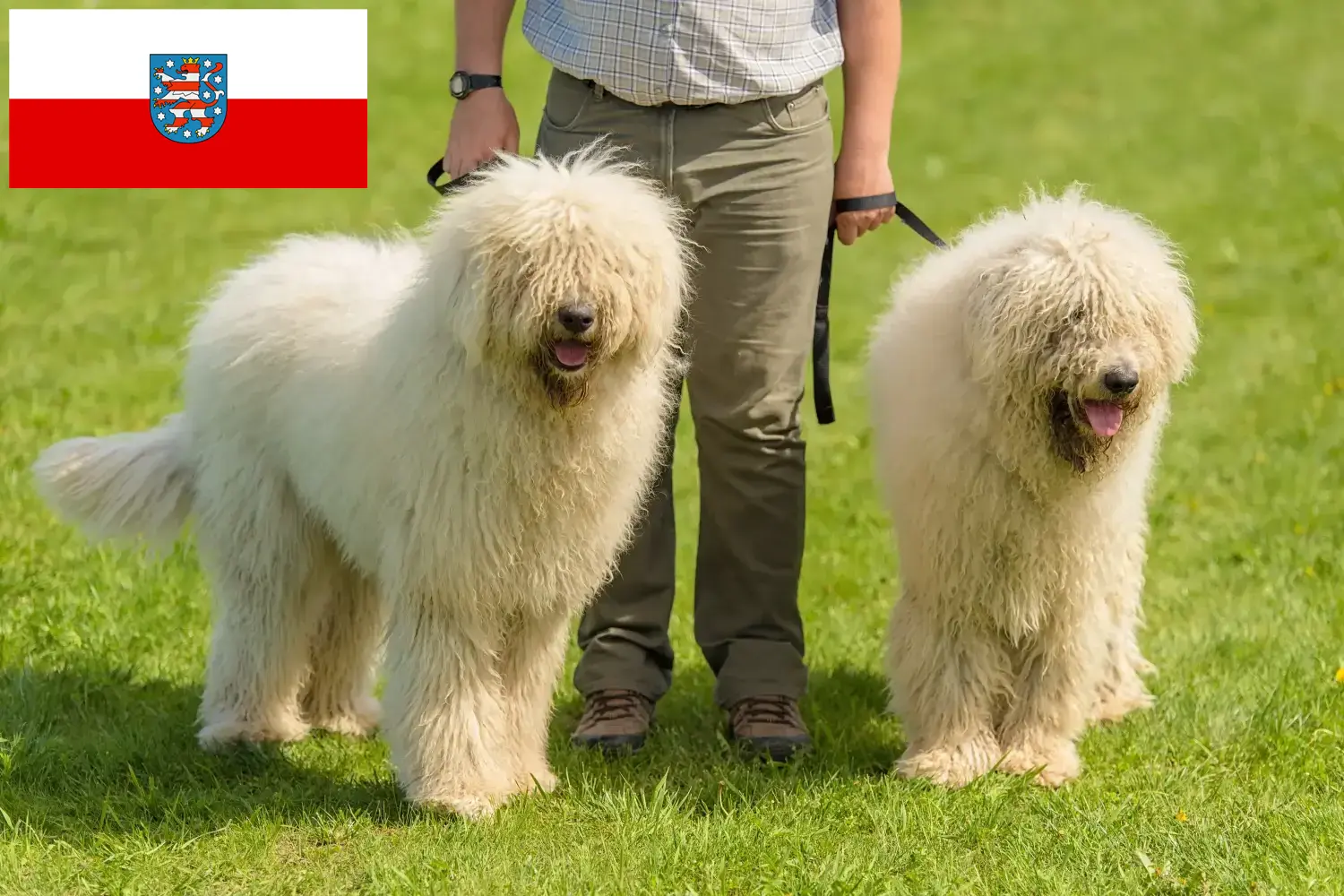 Komondor szczenięta i hodowcy Turyngia Tutaj można znaleźć hodowców Komondore w Turyngia.