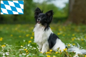 Read more about the article Hodowcy spanieli karłowatych kontynentalnych i szczenięta w Bawaria