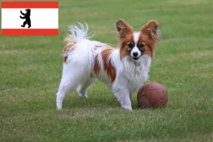 Read more about the article Kontynentalny spaniel karłowaty hodowca i szczenięta w Berlin