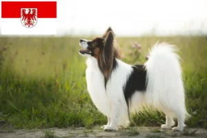Read more about the article Hodowla spanieli karłowatych kontynentalnych i szczeniąt w Brandenburgii