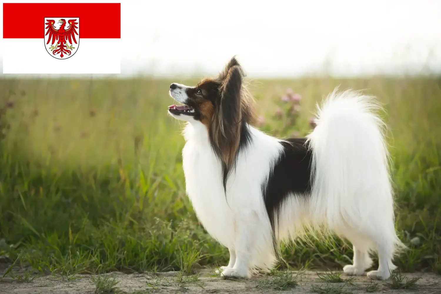 Spaniel karłowaty kontynentalny szczenięta i hodowca Brandenburgia Tutaj znajdziesz hodowców rasy Spaniele karłowate kontynentalne w Brandenburgia.