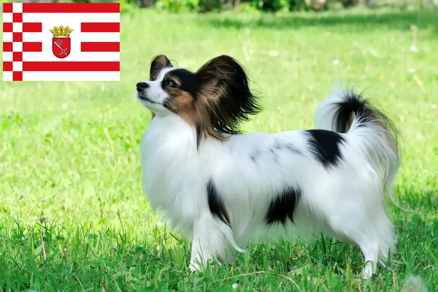 Spaniel karłowaty kontynentalny szczenięta i hodowca Brema Tutaj znajdą Państwo hodowców spanieli karłowatych kontynentalnych w Brema.