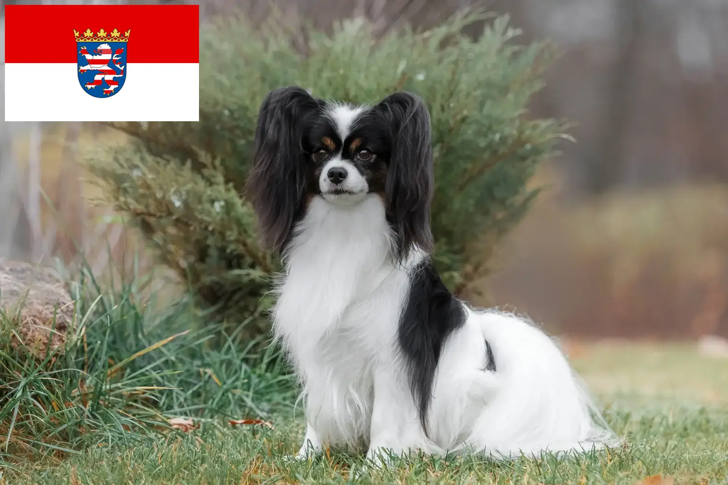 Spaniel karłowaty kontynentalny szczenięta i hodowca Hesja Tutaj znajdziesz hodowców rasy Spaniele karłowate kontynentalne w Hesja.