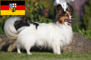 Read more about the article Kontynentalny spaniel karłowaty hodowca i szczenięta w Kraj Saary