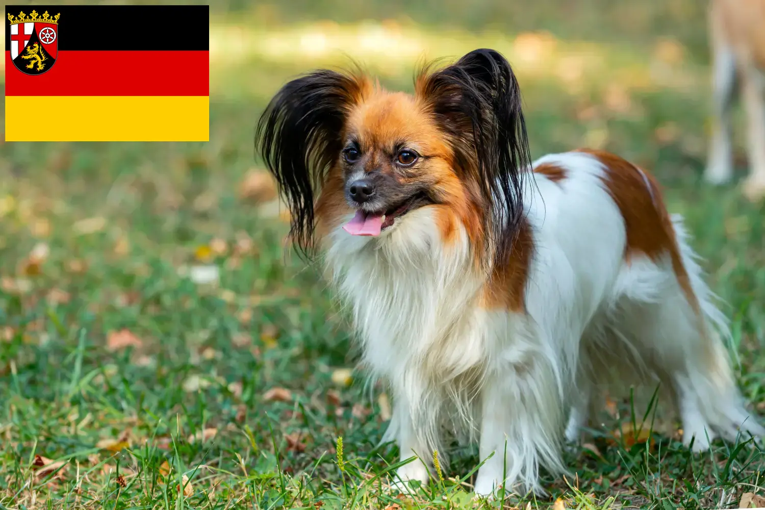 Read more about the article Kontynentalny hodowca spanieli karłowatych i szczeniąt w Nadrenii-Palatynacie