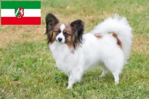 Read more about the article Hodowcy spanieli karłowatych kontynentalnych i szczenięta w Nadrenia Północna-Westfalia