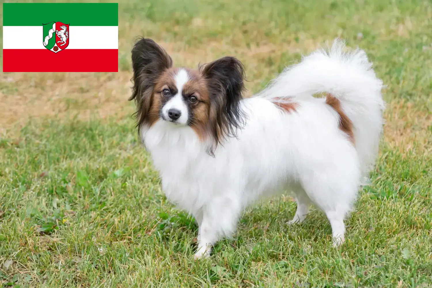Read more about the article Hodowcy spanieli karłowatych kontynentalnych i szczenięta w Nadrenia Północna-Westfalia