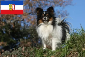 Read more about the article Kontynentalny hodowca spanieli karłowatych i szczeniąt w Szlezwiku-Holsztynie