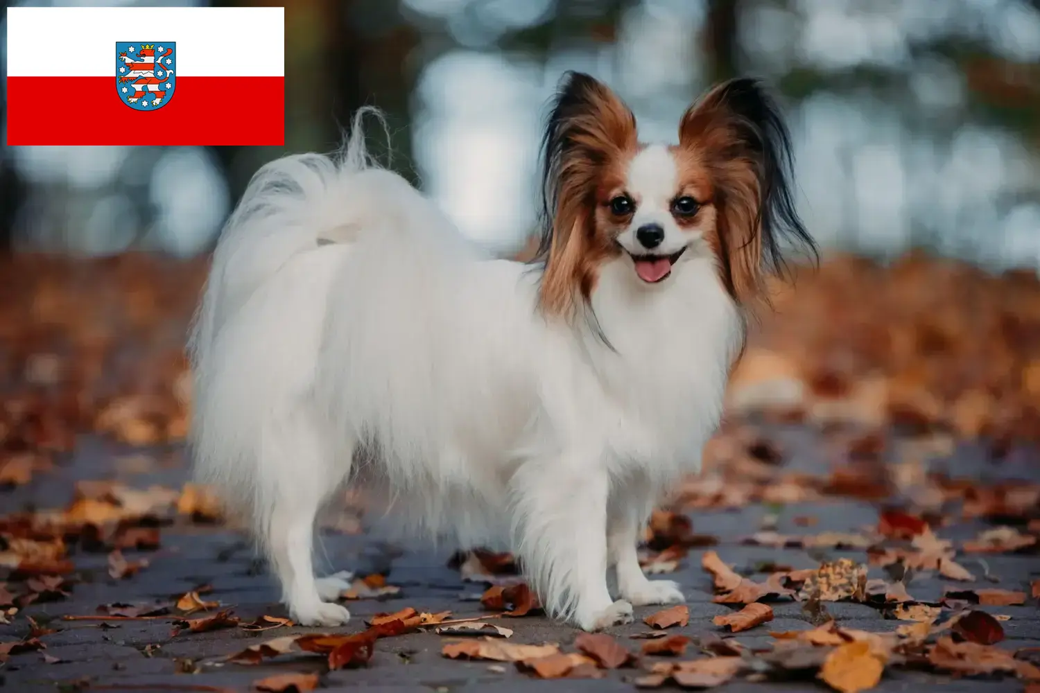 Read more about the article Hodowla spanieli karłowatych kontynentalnych i szczeniąt w Turyngii