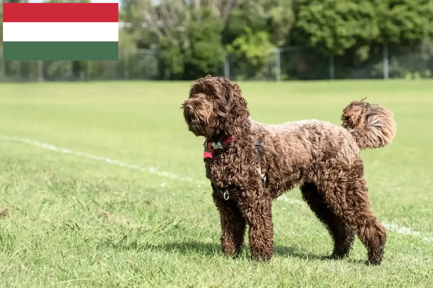 Labradoodle szczenięta i hodowcy Węgry Tutaj znajdziesz hodowców rasy Labradoodles w Węgry.