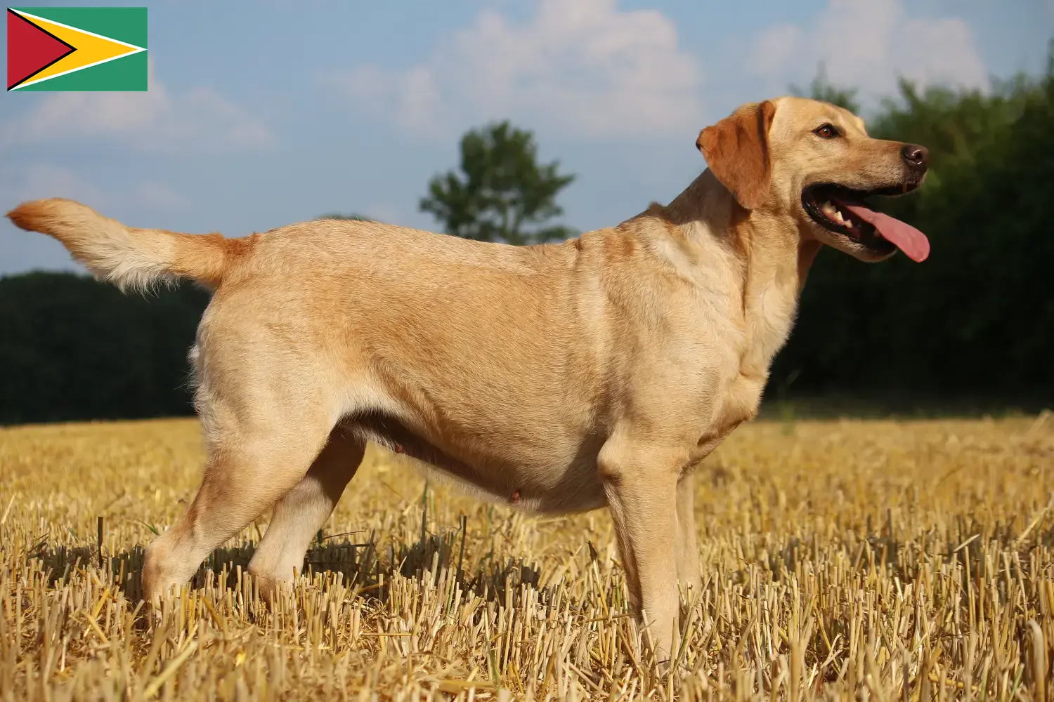 Labrador szczenięta i hodowca Gujana Znajdź hodowców labradorów w Gujana.