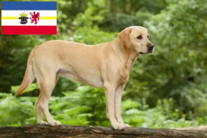 Read more about the article Hodowcy labradorów i szczenięta w Meklemburgia-Pomorze Przednie