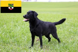 Read more about the article Hodowcy i szczenięta labradorów w Saksonia-Anhalt
