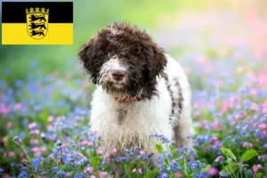 Read more about the article Lagotto romagnolo hodowcy i szczenięta w Badenia-Wirtembergia