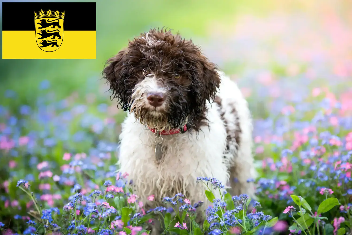 Lagotto romagnolo szczenięta i hodowcy Badenia-Wirtembergia Tutaj znajdziesz hodowców rasy Lagotto romagnolo w Badenia-Wirtembergia.