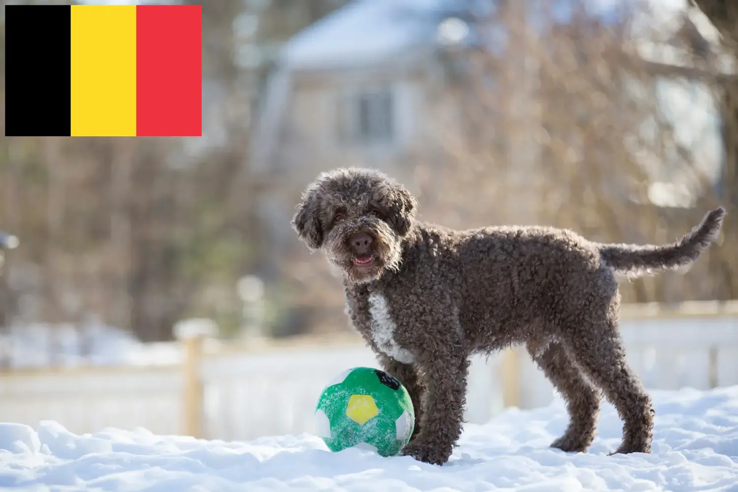 Lagotto romagnolo szczenięta i hodowcy Belgia Tutaj można znaleźć hodowców Lagotto romagnolo w Belgia.