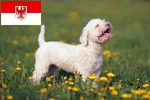 Read more about the article Lagotto romagnolo hodowcy i szczenięta w Brandenburgia