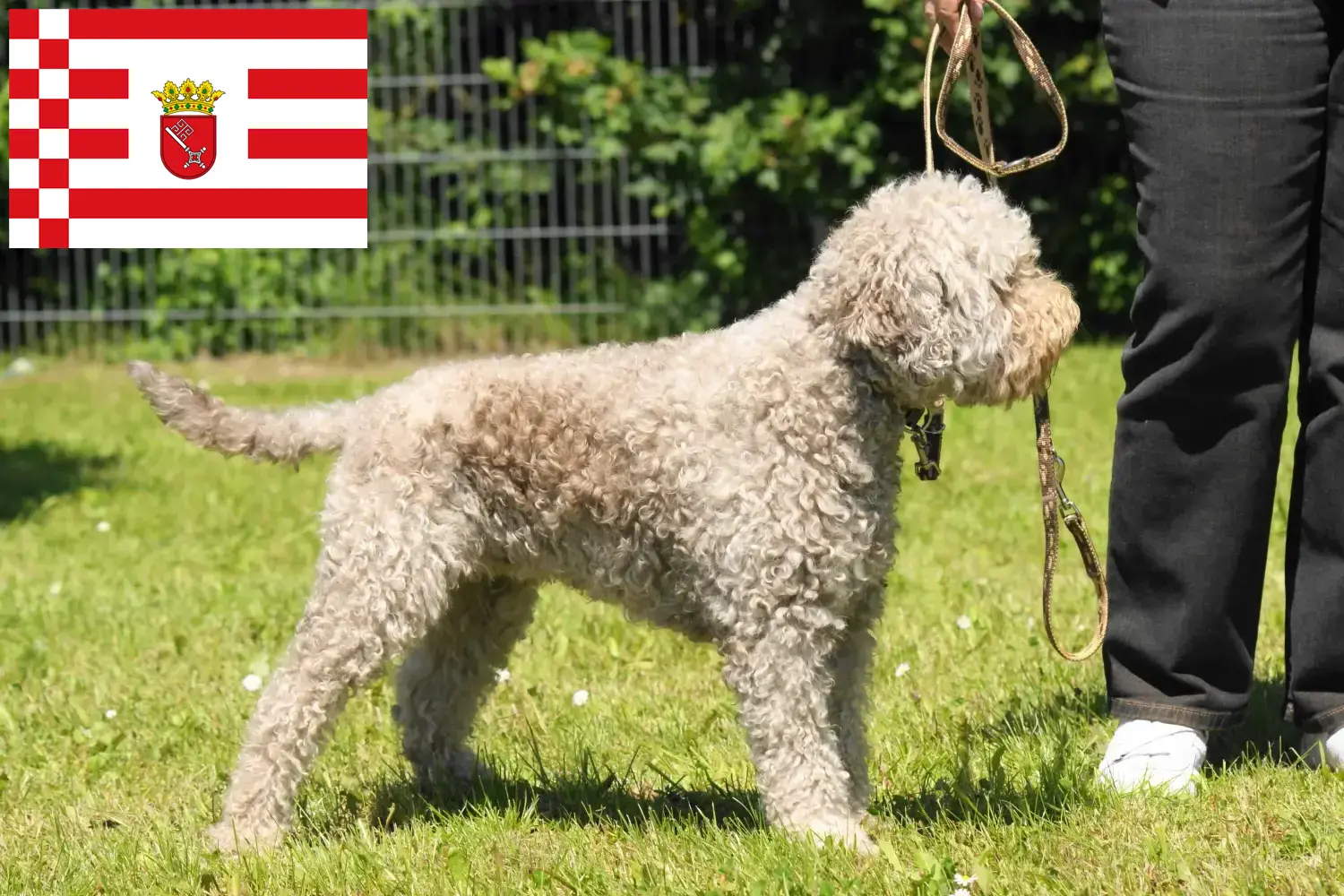 Lagotto romagnolo szczenięta i hodowcy Brema Tutaj znajdziesz hodowców rasy Lagotto romagnolo w Brema.