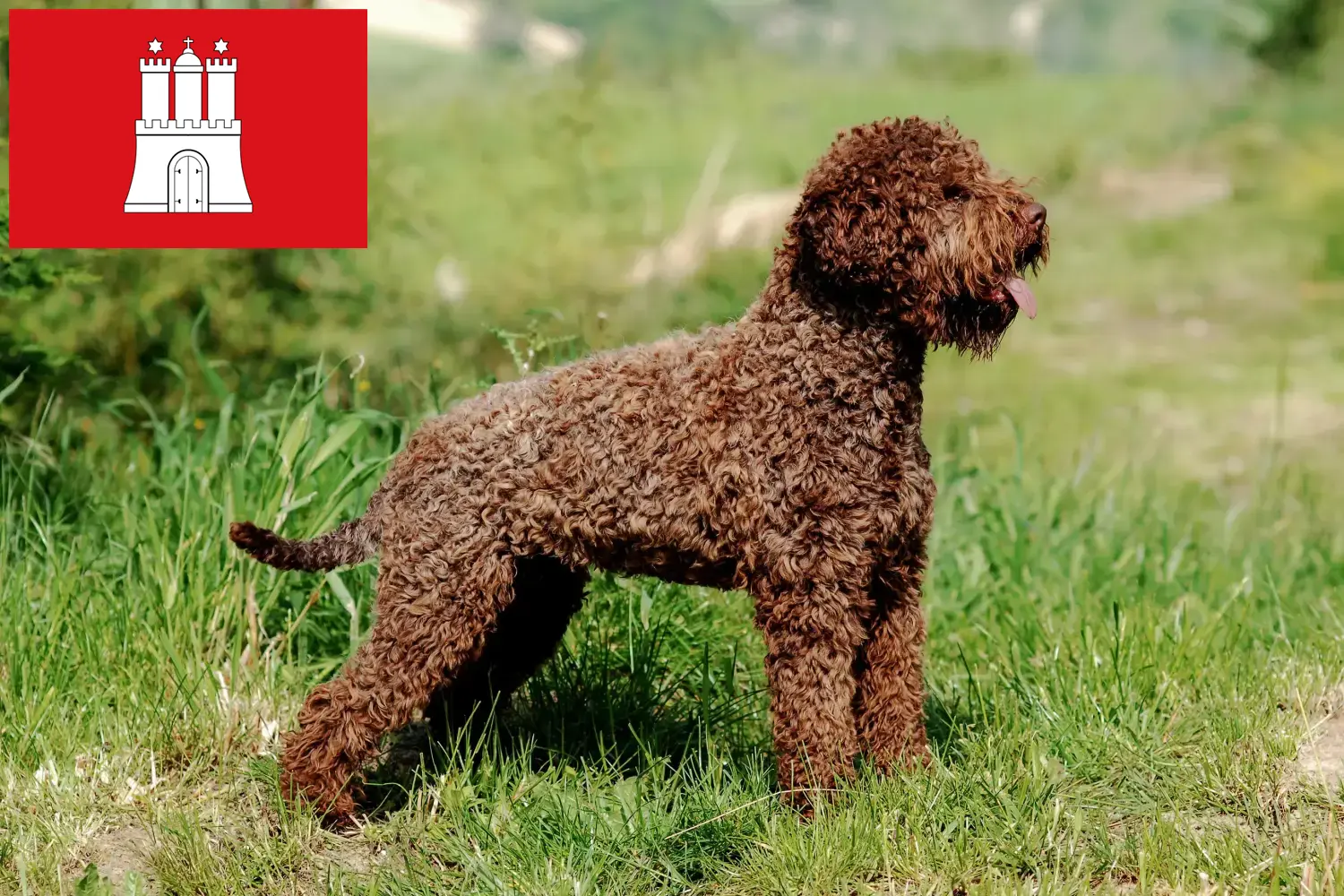 Lagotto Romagnolo szczenięta i hodowcy Hamburg Tutaj znajdziesz hodowców rasy Lagotto romagnolo w Hamburg.