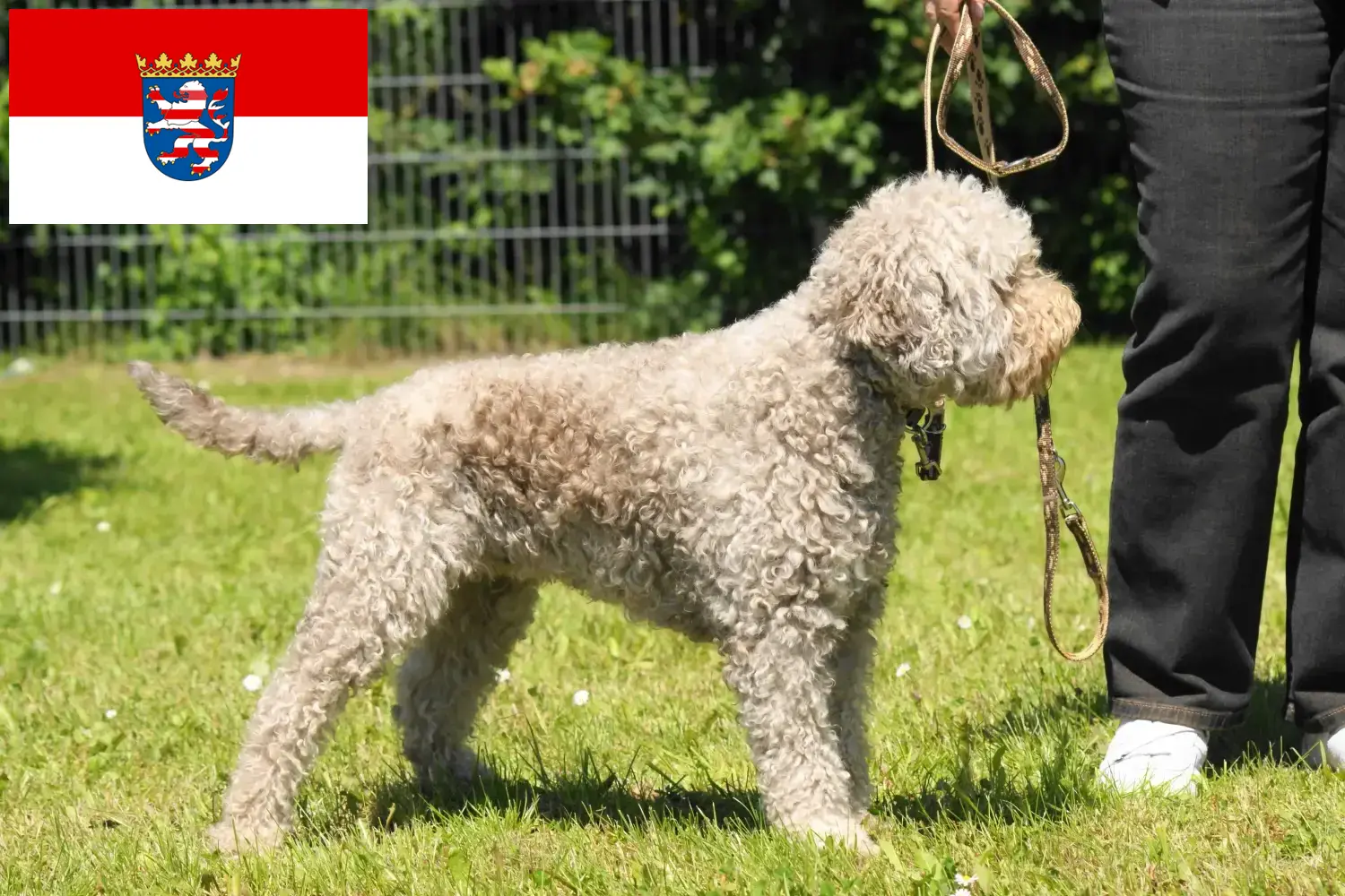 Lagotto Romagnolo szczenięta i hodowcy Hesja Tutaj znajdziesz hodowców rasy Lagotto romagnolos w Hesja.