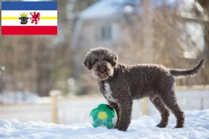 Read more about the article Lagotto romagnolo hodowcy i szczenięta w Meklemburgia-Pomorze Przednie