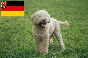 Read more about the article Lagotto romagnolo hodowcy i szczenięta w Nadrenia-Palatynat