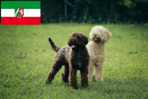Read more about the article Lagotto romagnolo hodowcy i szczenięta w Nadrenia Północna-Westfalia