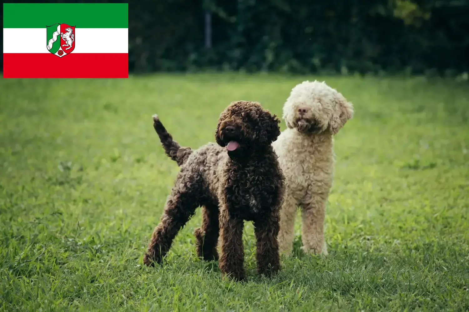 Lagotto Romagnolo szczenięta i hodowcy Nadrenia Północna-Westfalia Tutaj można znaleźć hodowców Lagotto romagnolo w Nadrenia Północna-Westfalia.