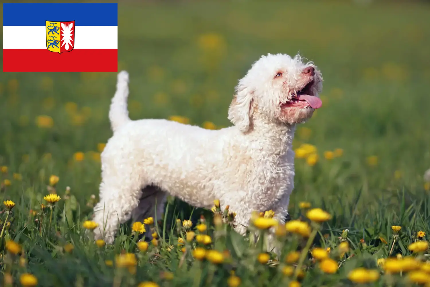 Lagotto Romagnolo szczenięta i hodowcy Szlezwik-Holsztyn Tutaj znajdziesz hodowców rasy Lagotto romagnolos w Szlezwik-Holsztyn.