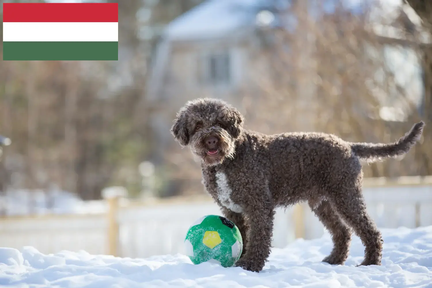 Lagotto Romagnolo szczenięta i hodowcy Węgry Tutaj można znaleźć hodowców Lagotto romagnolo w Węgry.
