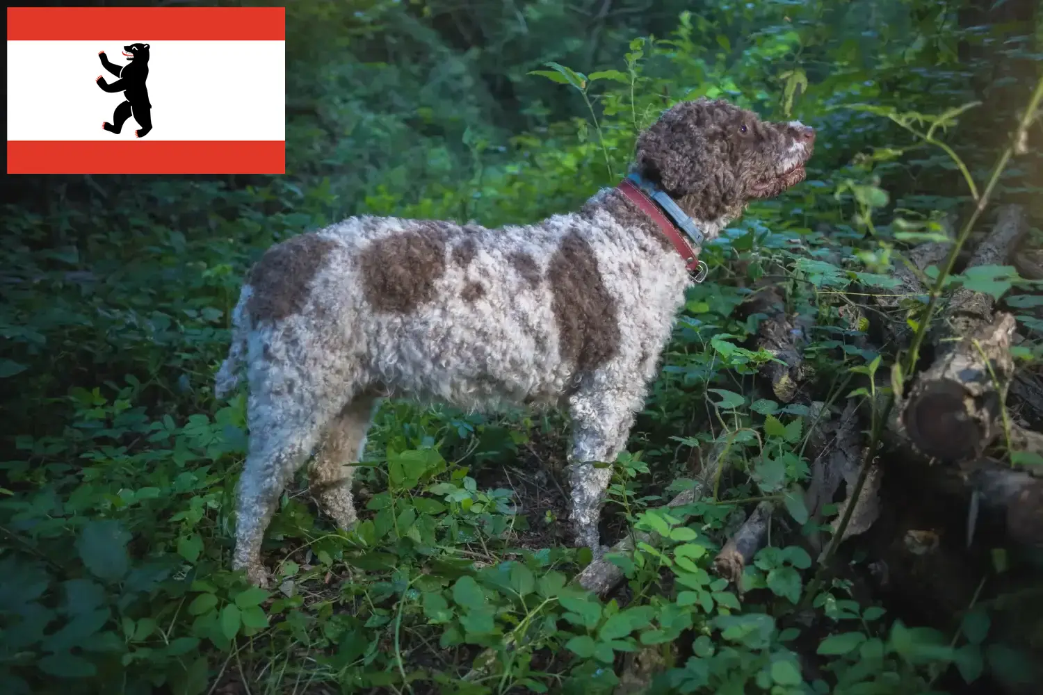 Lagotto Romagnolo szczenięta i hodowcy Berlin Tutaj znajdziesz hodowców rasy Lagotto romagnolo w Berlin.