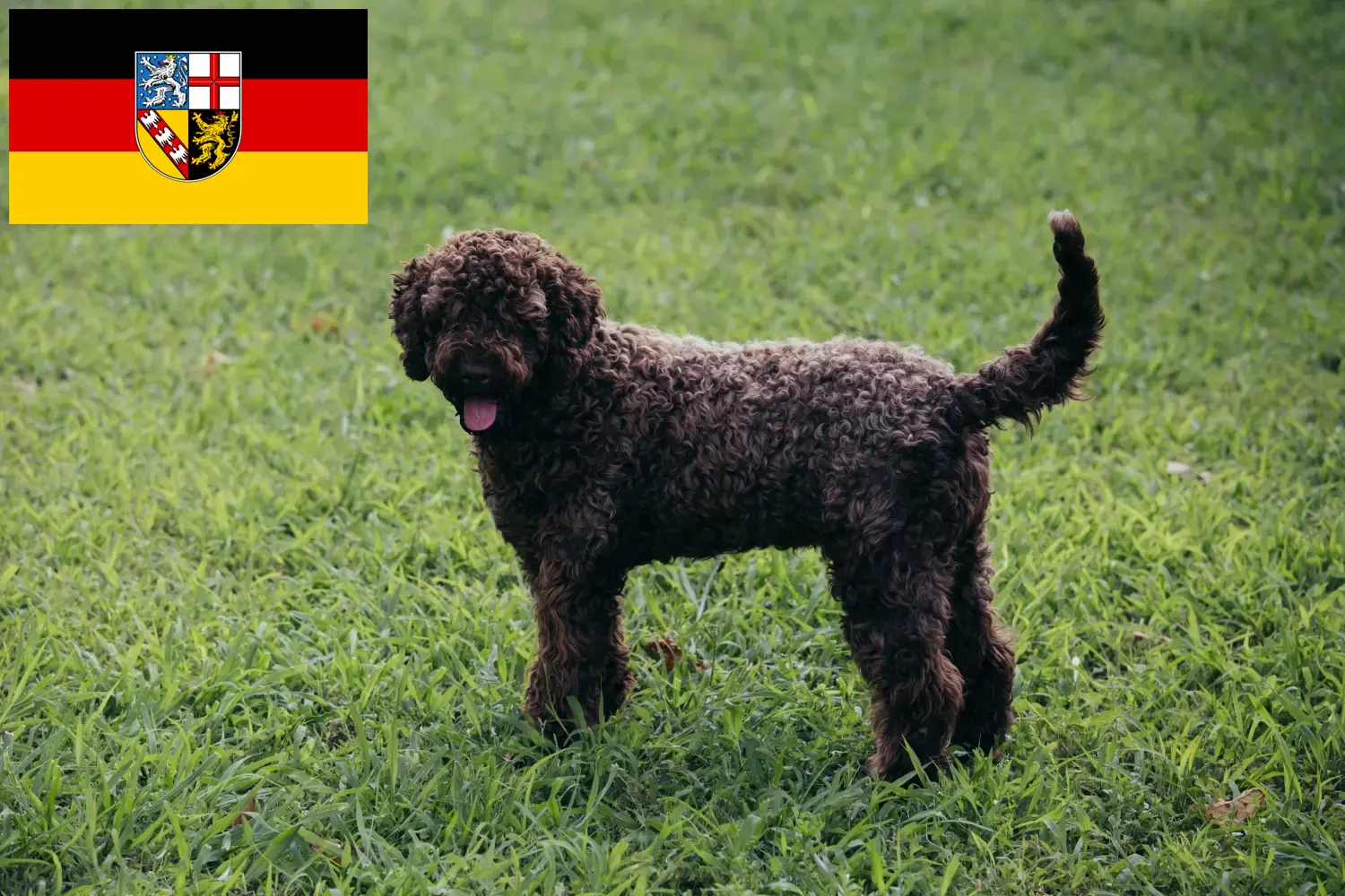 Lagotto Romagnolo szczenięta i hodowcy Saara Tutaj znajdziesz hodowców rasy Lagotto romagnolos w Kraj Saary.