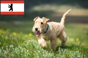 Read more about the article Hodowcy i szczenięta Lakeland terrier w Berlin