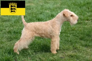 Read more about the article Hodowcy i szczenięta Lakeland terrier w Badenia-Wirtembergia