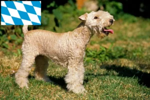 Read more about the article Hodowcy i szczenięta Lakeland terrier w Bawaria