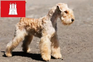 Read more about the article Hodowcy i szczenięta Lakeland terrier w Hamburg