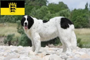 Read more about the article Landseer hodowcy i szczenięta w Badenia-Wirtembergia
