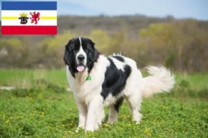 Read more about the article Landseer hodowcy i szczenięta w Meklemburgia-Pomorze Przednie